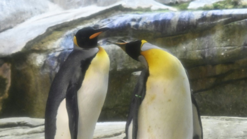 Vermeintliche Pinguine in der Westpfalz: Autofahrer verwirrt Polizei 