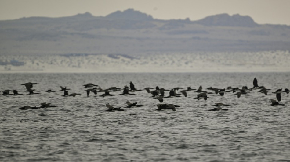 Bird flu detected in Antarctica region for first time