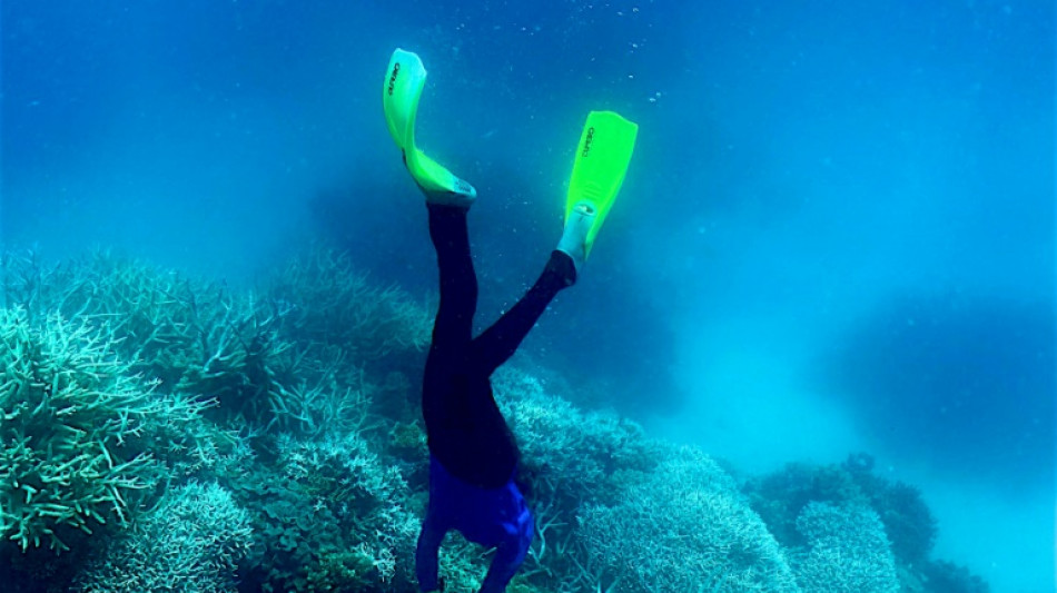 Behörde: Schlimmste jemals beobachtete Korallenbleiche in Australiens Great Barrier Reef