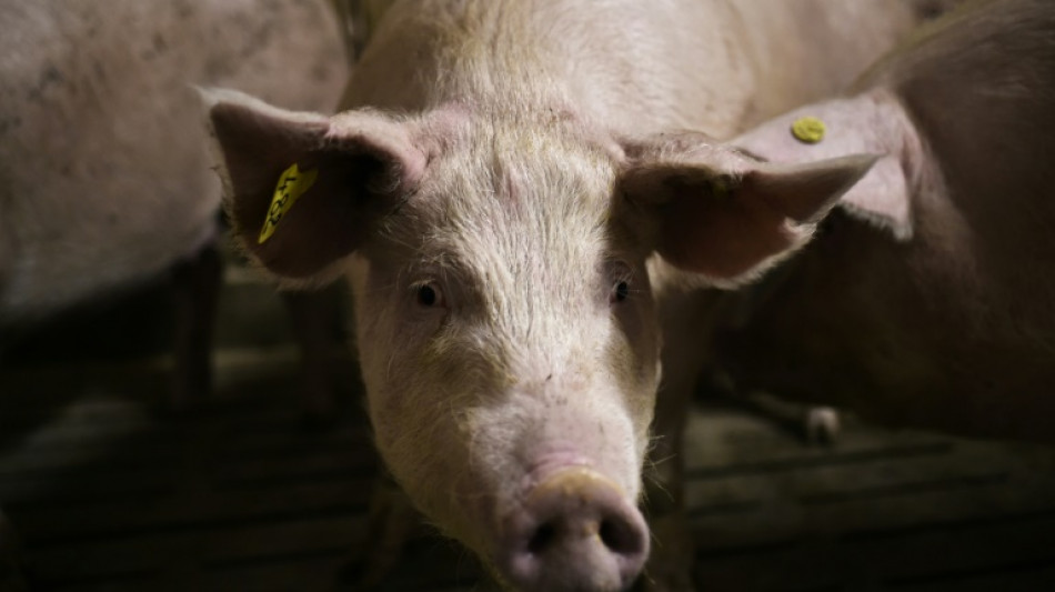 Italy to kill 1,000 pigs in swine fever outbreak