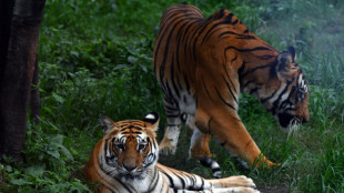 Un tigre dans l'ordinateur: l'intelligence artificielle contre le trafic de félins