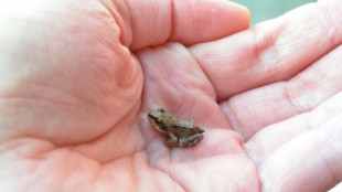 Trickreiche Abwehr: Grasfroschweibchen werden Männchen durch Totstellen los