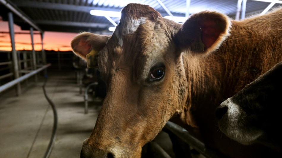 N. Zealand's amended cow burp tax plans still stink, say farmers