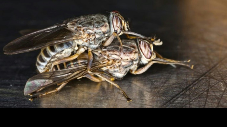 Discovery of tsetse fly mating behavior may help curb sleeping sickness