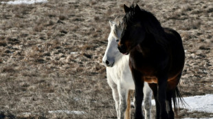 Tierheilpraktikerinnen scheitern mit Eilantrag vor Bundesverfassungsgericht