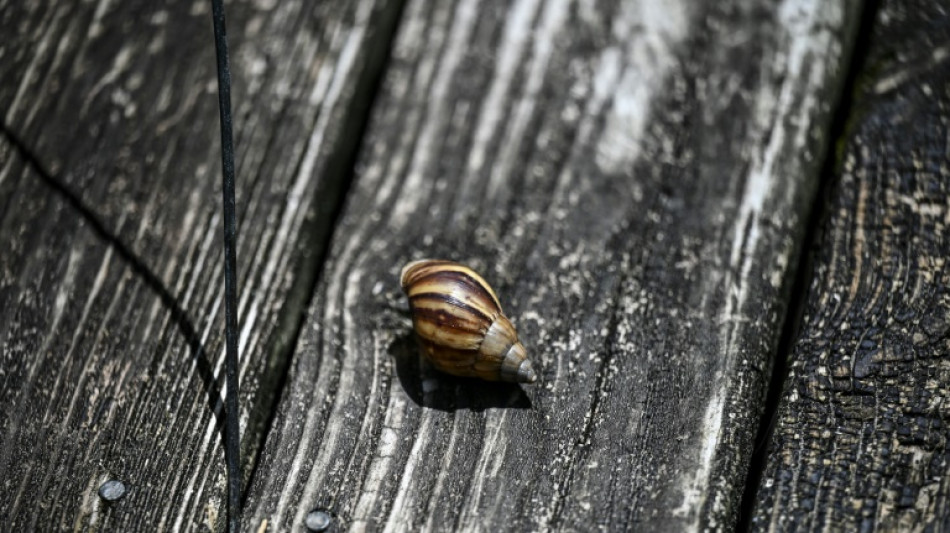 La Floride face au péril rampant des escargots géants