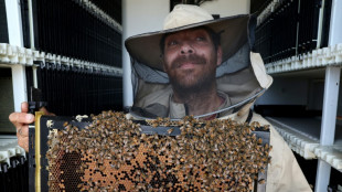 En Israël, des ruches robotisées pour préserver les abeilles