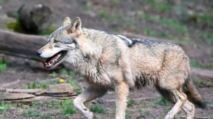 Staaten der Berner Konvention beraten über Schutzstatus des Wolfs