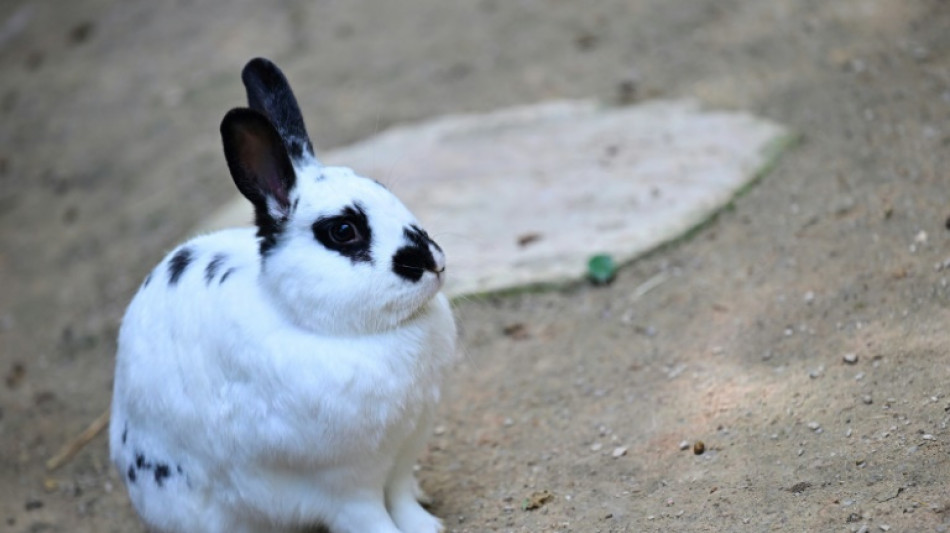 Verwahrloste Hunde in Mecklenburg-Vorpommern gerettet: Zahlreiche Tiere tot