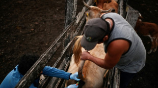 Se multiplican las zoonosis, enfermedades transmitidas por animales