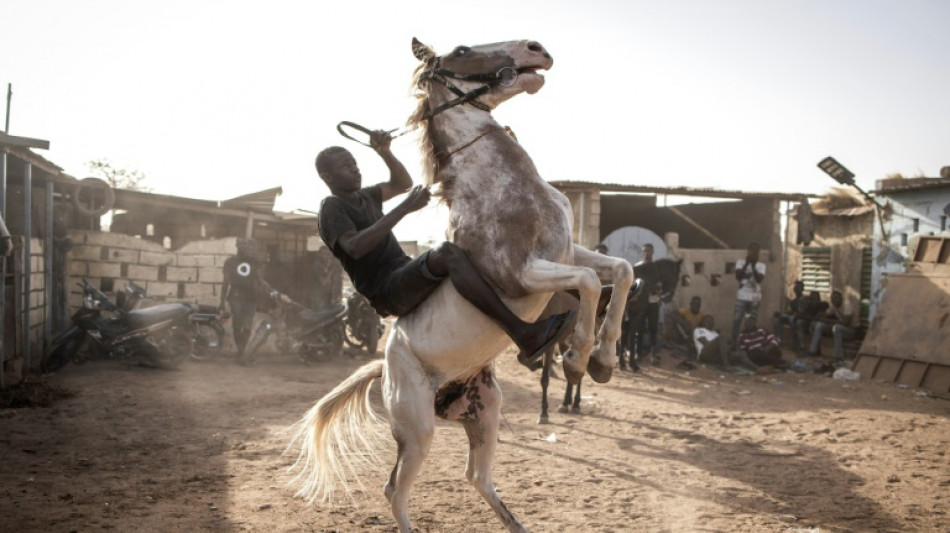 Au Burkina, "cowboys" et "jockeys" entretiennent la passion des chevaux 