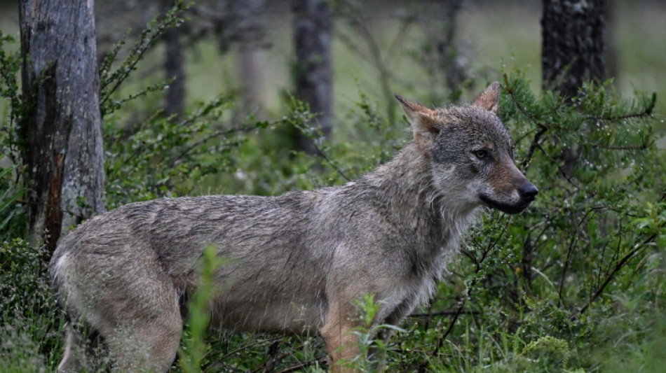 La protection du loup prend du plomb dans l'aile