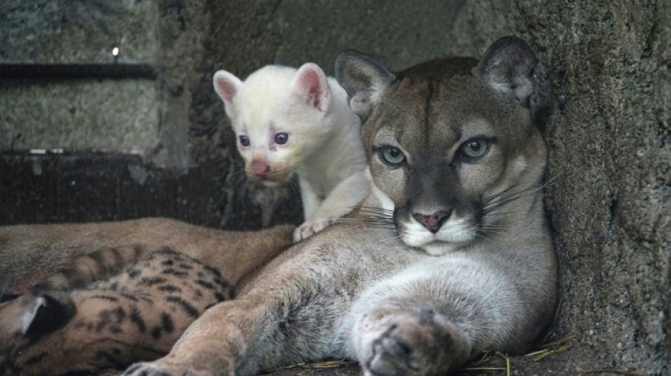 Rare albino puma cub born in Nicaragua zoo