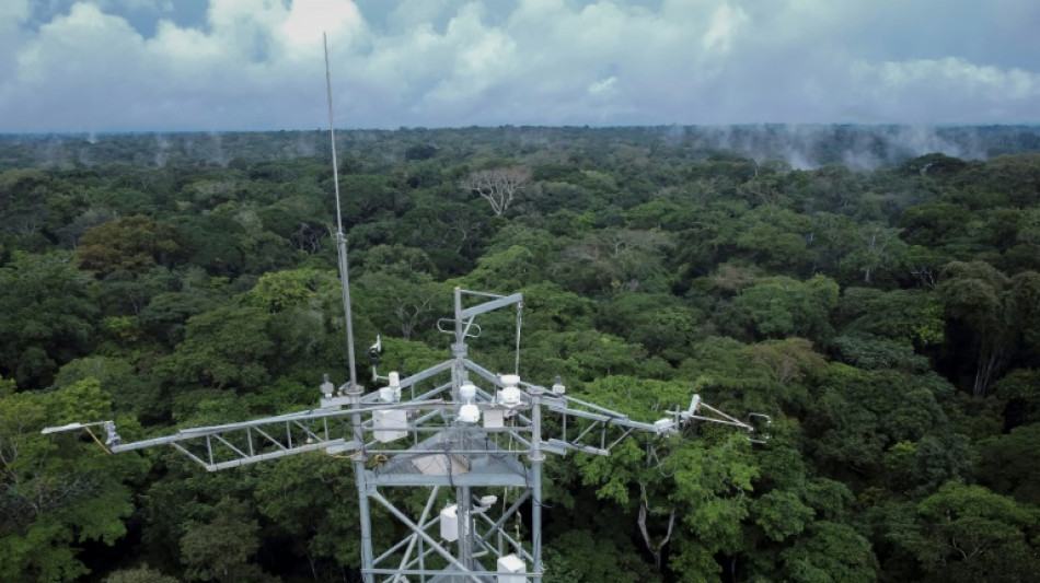 La forêt du Congo, poumon fragile en quête de protection