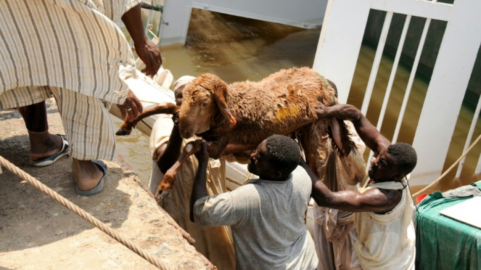 Thousands of sheep drown as Sudan ship sinks