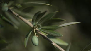 En Espagne, l'"or vert" menacé par le soleil de plomb