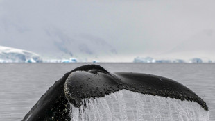 New Zealand's Maori King calls for whales to be given personhood