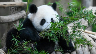 Comment le panda est-il devenu végétarien? La découverte d'un fossile répond