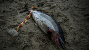 France reports 910 dolphins washed up on Atlantic coast