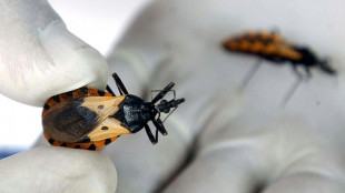 Siete de cada 10 personas con Chagas en las Américas ignoran que sufren la enfermedad