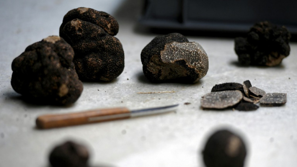 La truffe noire veut séduire, sans se perdre