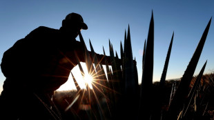 After the party, Mexican agave farmers face tequila hangover