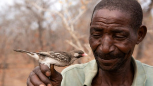 Wild birds analyze grunts, whistles made by human honey-hunters