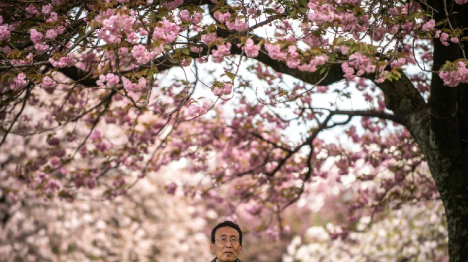 Prettier in pink: the push to remake Japan's cherry blossom season