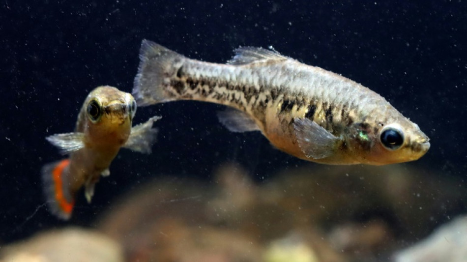 Mexican town toasts tequila fish saved from extinction