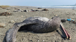 Más de 13.000 aves marinas mueren por influenza aviar en Perú