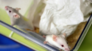 "Révolutionnaire": des scientifiques créent une souris issue de deux pères