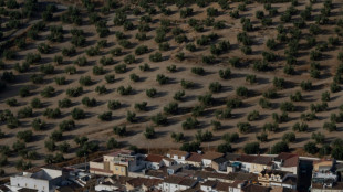 Drought threatens Spain's 'green gold' harvest