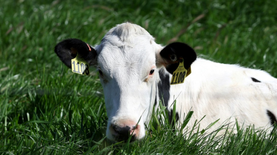 Raw cow's milk infected with bird flu sickens mice, shows study