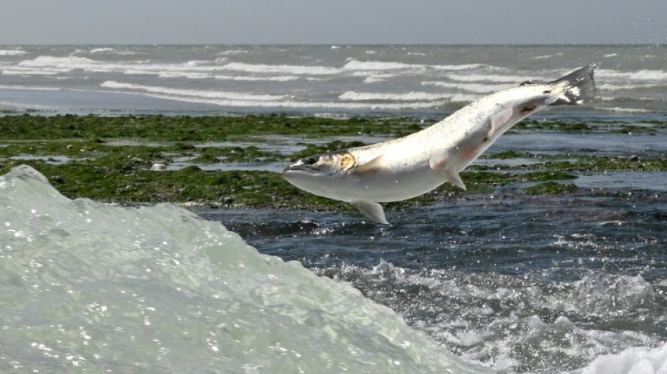 Vers un arrêt de la pêche au saumon dans le Sud-Ouest