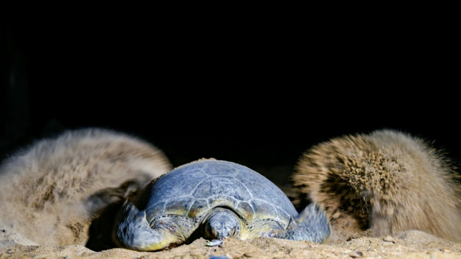 Green turtles fight to survive against Pakistan's urban sprawl