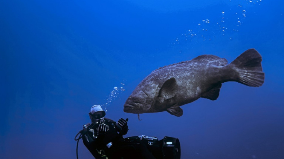 Huge groupers, the joy of Florida divers, are now 'vulnerable'