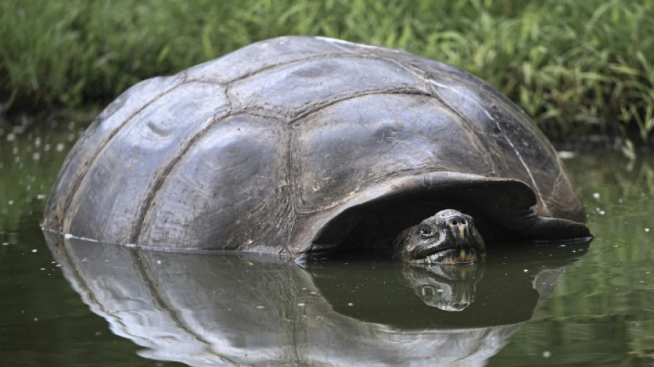 Aux Galapagos, les tortues géantes continuent d'avaler du plastique