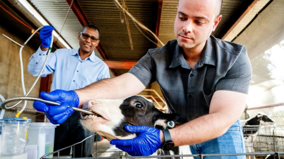 Transformer le microbiote des vaches pour les rendre moins polluantes