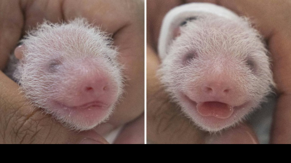 Corea del Sur recibe el primer nacimiento de pandas gemelos