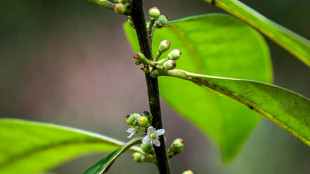 Científicos avistan en Brasil un árbol que se creía extinto hace 185 años