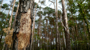 Weniger Schäden im Wald: Holzeinschlag 2023 merklich gesunken