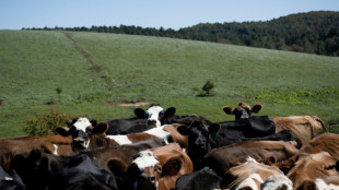 Aux Etats-Unis, le fromage au lait cru est un fruit (presque) défendu