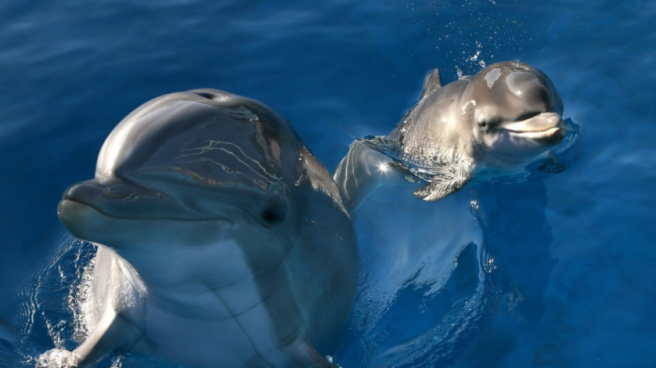 Les dauphins reconnaissent leurs amis grâce au goût de leur urine