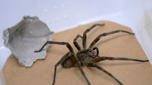 Brazil's banana spider aids erectile dysfunction treatment