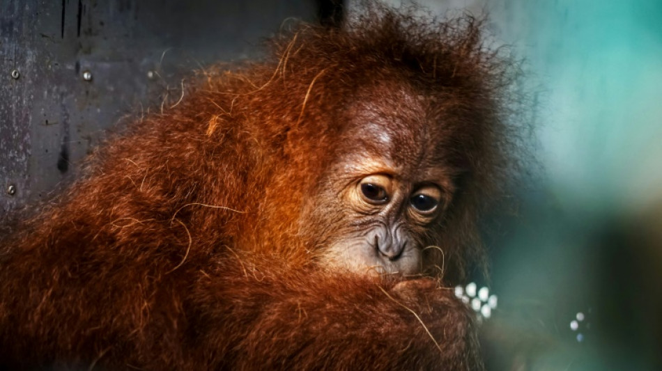 NGOs: Bioenergieerzeugung gefährdet Indonesiens Urwälder