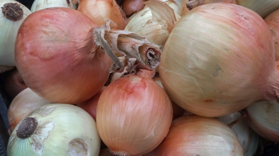 Decomisan más de 600 kg de metanfetamina camuflada como cebollas