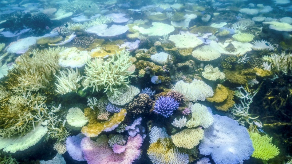 Korallensterben in Teilen des Great Barrier Reefs erreicht Rekord-Ausmaße