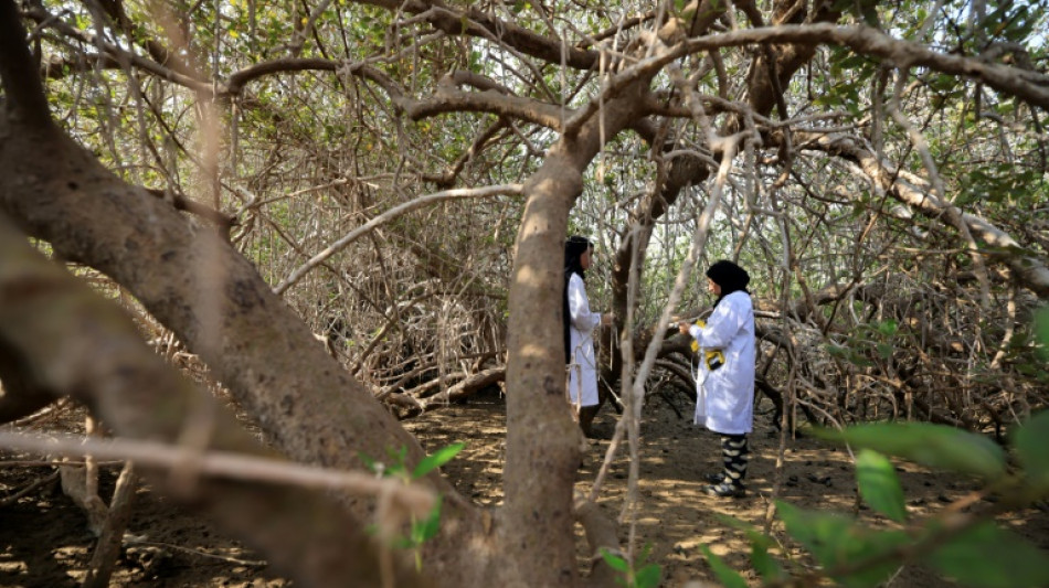 Oman fait revivre ses mangroves, un puits de carbone menacé par le changement climatique