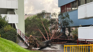 Forte vento fa cadere un albero all'ateneo di Salerno, 5 feriti