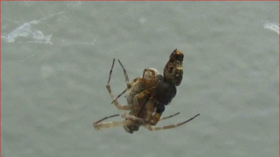 Some male spiders catapult away after sex to avoid death